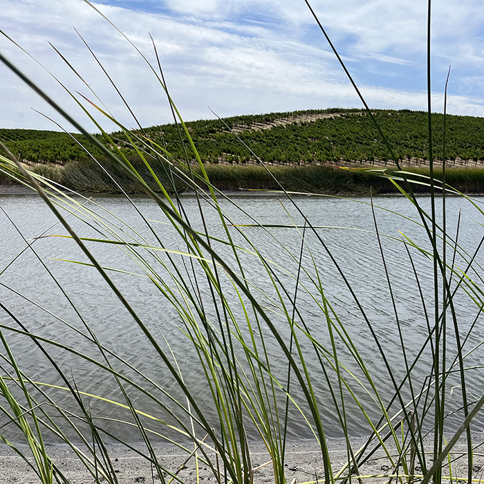 commercial vineyards for sale Napa Valley